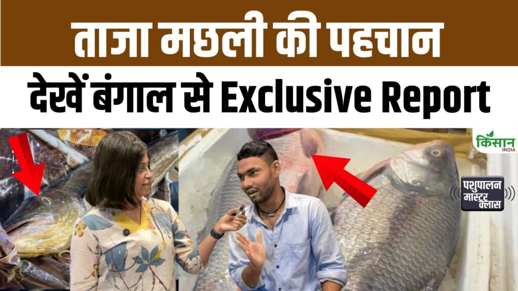 Fresh Fish Identification Tips