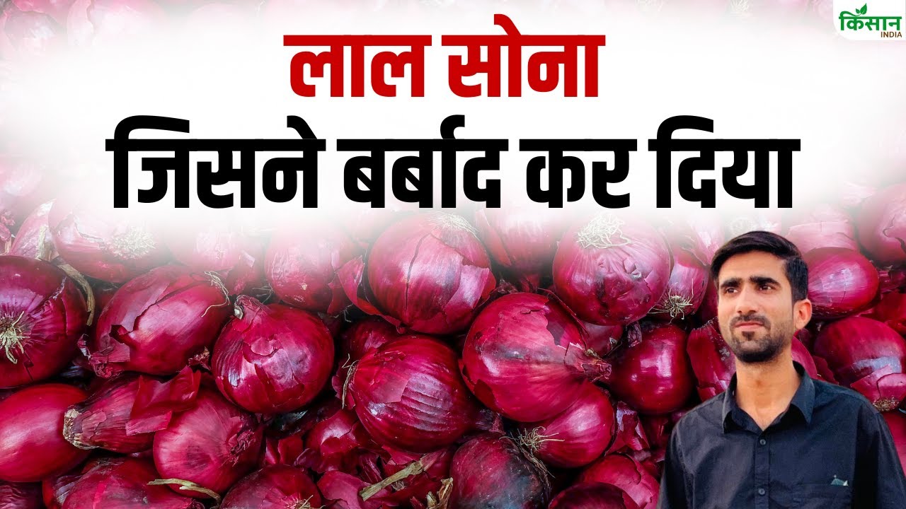 प्याज की घटती कीमतों ने किसानों की उड़ाई नींद, मुश्किल में अन्नदाता