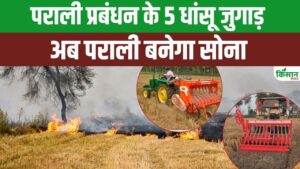 पराली जलाना छोड़ें, अपनाएं ये देसी जुगाड़, जानिए फसलों की सुरक्षा के 5 स्मार्ट उपाय