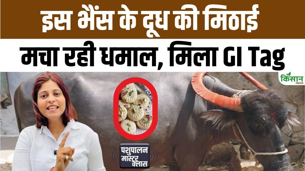 धारवाड़ी भैंस के दूध से बनी मिठाई को मिला GI टैग, किसानों की बढ़ेगी आय और पहचान Sweets Made From Dharwadi Buffalo Milk Get Gi Tag Increasing Farmers Income And Recognition