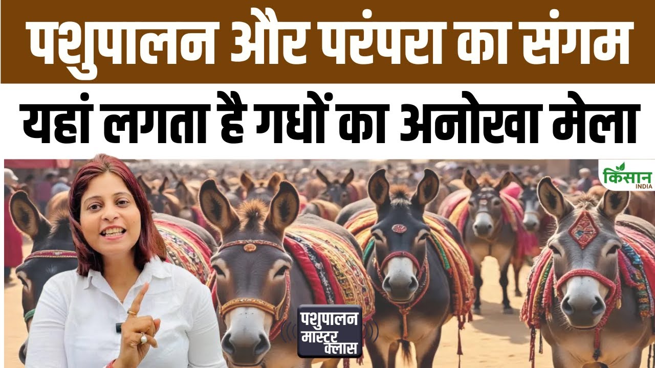 राजस्थान में लगा अनोखा गधा मेला, यहां बिकते हैं लाखों रुपये के सुपरस्टार गधे! A Unique Donkey Fair Held Rajasthan Where Superstar Donkeys Worth Lakhs Rupees Are Sold