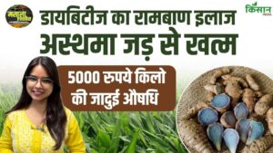 डायबिटीज से अस्थमा तक असरदार, जानिए काली हल्दी के अनोखे औषधीय और स्वास्थ्यवर्धक फायदे