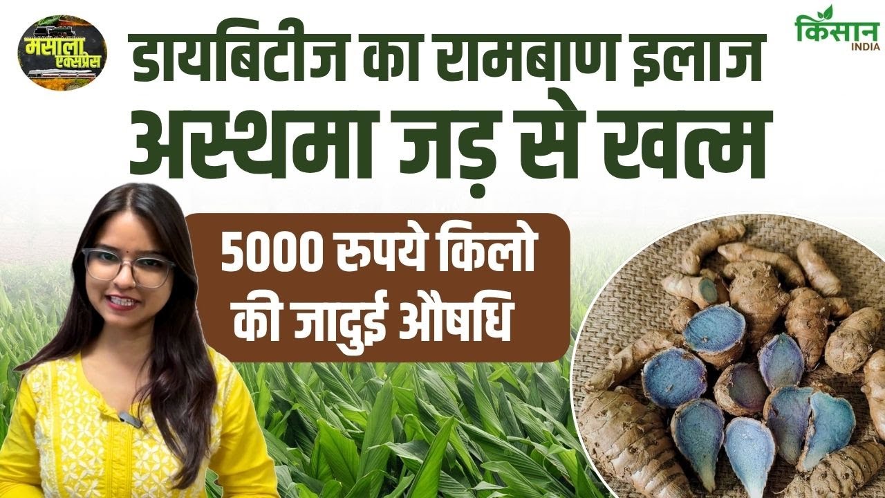 डायबिटीज से अस्थमा तक असरदार, जानिए काली हल्दी के अनोखे औषधीय और स्वास्थ्यवर्धक फायदे Effective From Diabetes Asthma Learn About Unique Medicinal And Health Benefits Black Turmeric