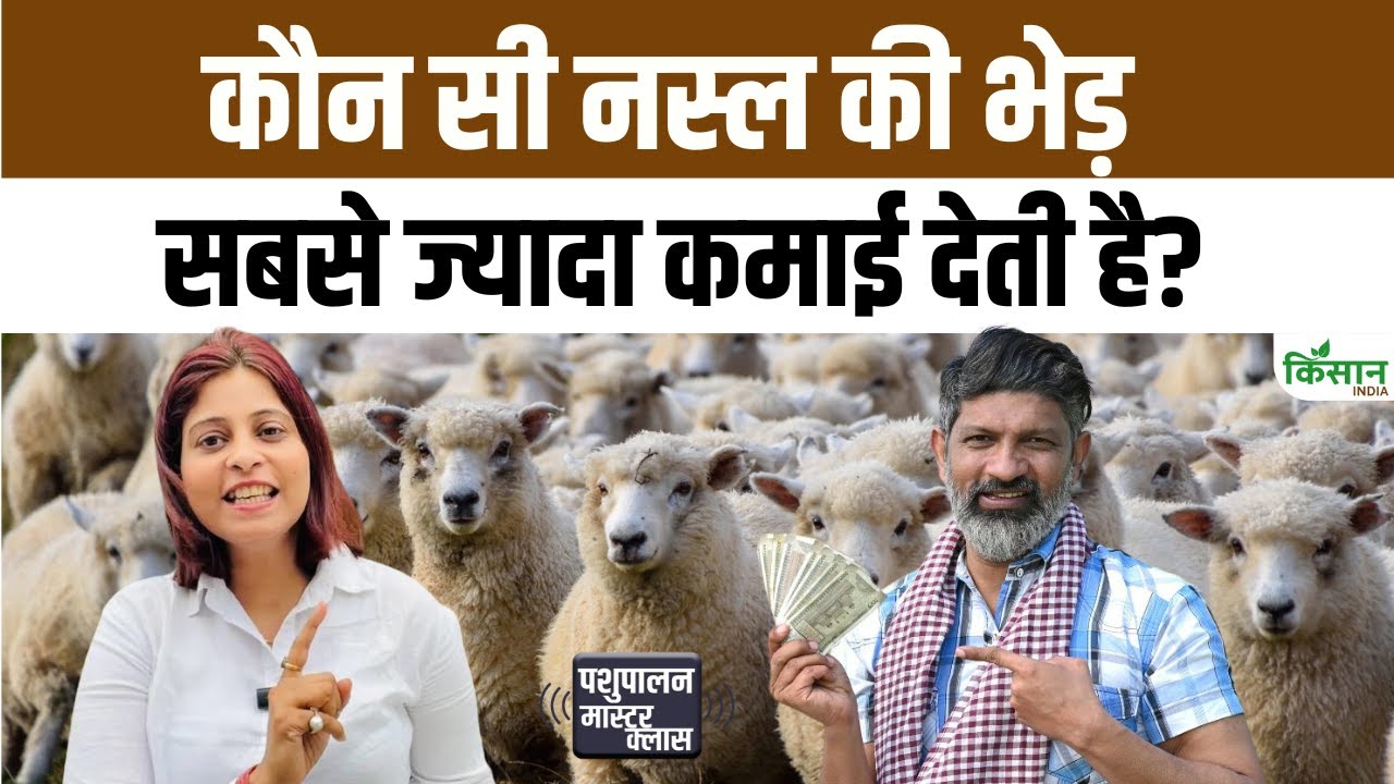 Sheep Farming: कम खर्च में लाखों की कमाई, जानिए कौन सी भेड़ की नस्ल देती है सबसे ज्यादा फायदा Sheep Farming Earn Lakhs With Little Expenditure Know Which Sheep Breed Gives Most Profit