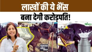 Murrah नस्ल की भैंस दे रही जबरदस्त दूध उत्पादन, हर महीने किसानों की आमदनी में बड़ा इजाफा