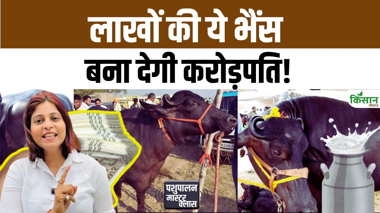 Murrah नस्ल की भैंस दे रही जबरदस्त दूध उत्पादन, हर महीने किसानों की आमदनी में बड़ा इजाफा Murrah Breed Buffaloes Giving Tremendous Milk Production Big Increase Farmers Income Every Month