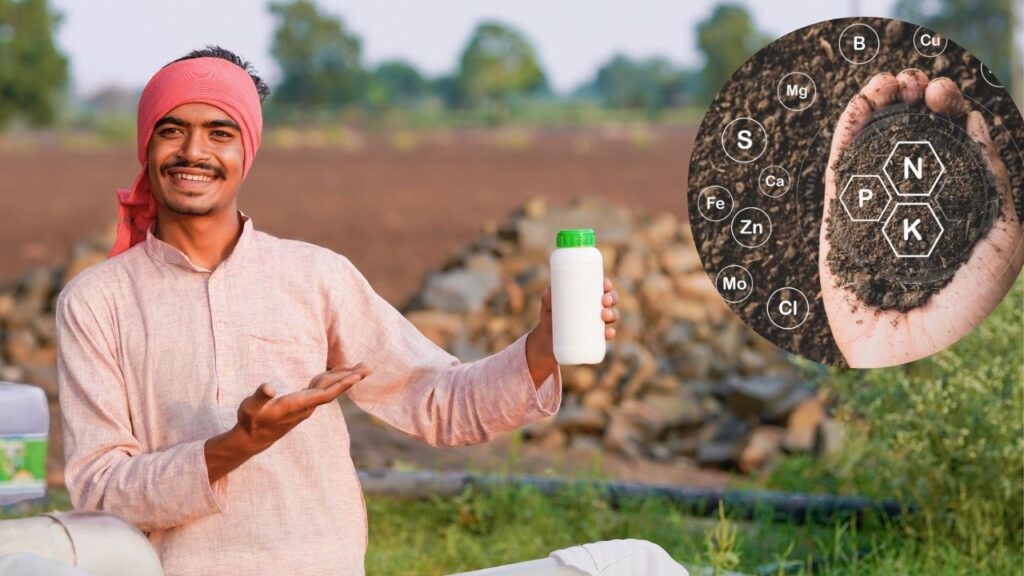 5 fertilizers to higher growth wheat crop