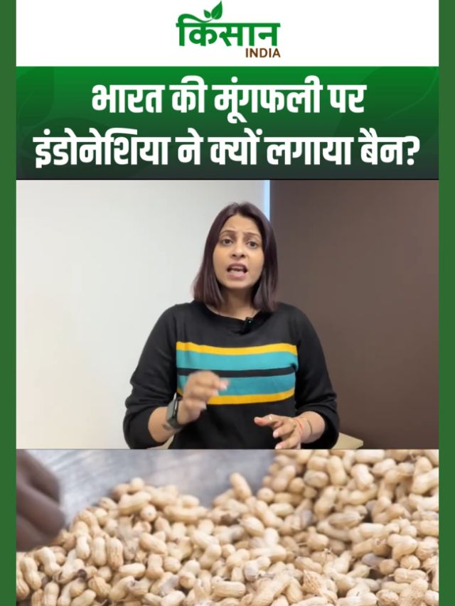 Indonesia ने India की मूंगफली पर लगाया बैन, Aflatoxin क्या है और क्यों है ये इतना खतरनाक