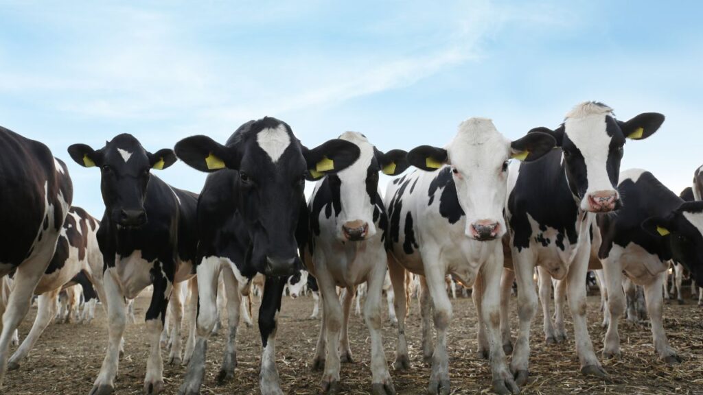 Artificial Insemination