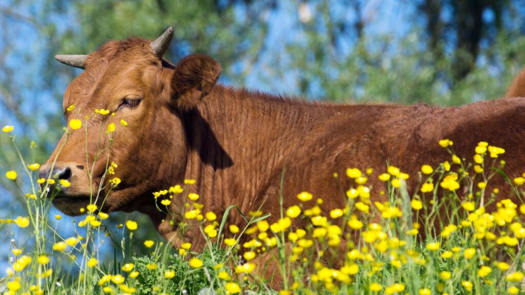 Pashu Palan In Hindi: नवंबर में गर्भाधान कराने से पशु स्वस्थ रहते हैं और आगे चलकर दूध देने की क्षमता भी बढ़ती है. यह डेयरी किसानों के लिए मुनाफा बढ़ाने का सरल और वैज्ञानिक तरीका है. Pashu Palan In Hindi: नवंबर में गर्भाधान कराने से पशु स्वस्थ रहते हैं और आगे चलकर दूध देने की क्षमता भी बढ़ती है. यह डेयरी किसानों के लिए मुनाफा बढ़ाने का सरल और वैज्ञानिक तरीका है.