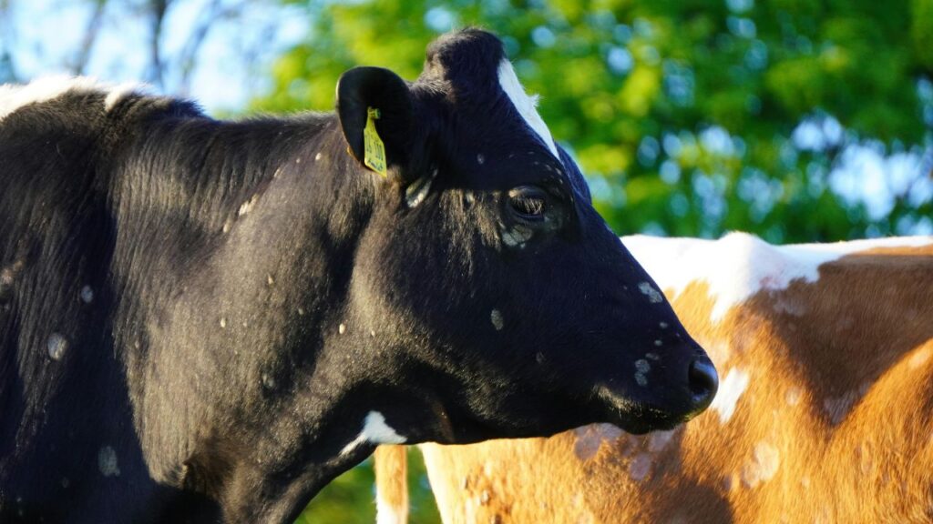 सर्दियों का मौसम सिर्फ इंसानों ही नहीं बल्कि दुधारू पशुओं के लिए भी चुनौती बन जाता है. अत्यधिक ठंड से गाय, भैंस और बकरियां सुस्त पड़ने लगती हैं, उनकी भूख कम हो जाती है और वे जल्दी बीमार होने लगती हैं. इसका सीधा असर उनके दूध उत्पादन पर पड़ता है.