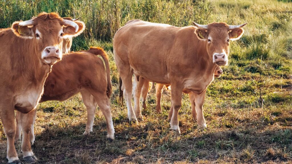 Dairy Farming Tips: सर्दी बढ़ते ही इंसानों की तरह दुधारू पशुओं पर भी ठंड का सीधा असर पड़ता है. ठंड से उनकी रोग-प्रतिरोधक क्षमता कमजोर होती है, जिससे वे जल्दी बीमार पड़ते हैं और दूध उत्पादन घटने लगता है.