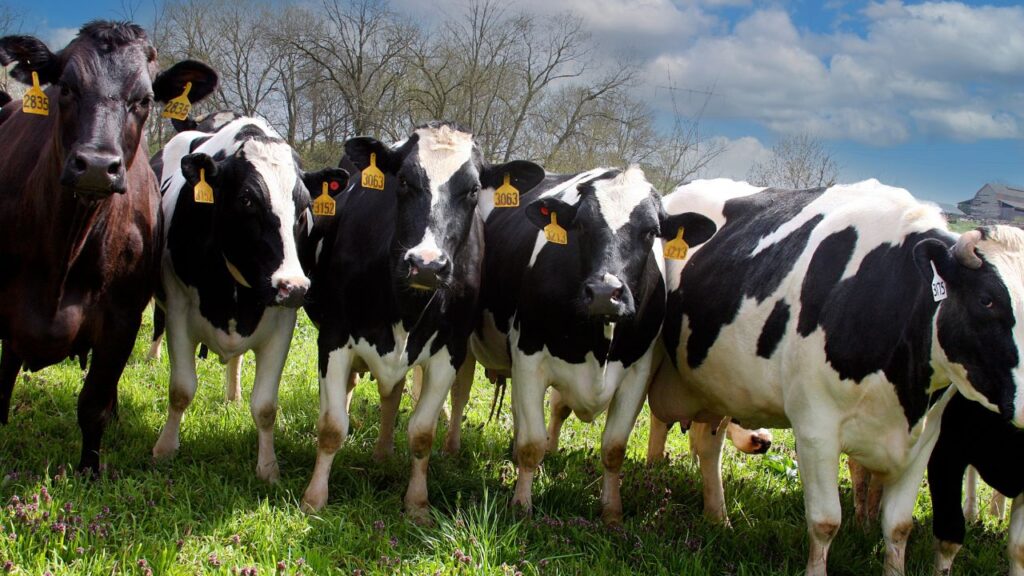 ठंड में पशुओं को गर्म रखने के लिए शरीर को ज्यादा ऊर्जा चाहिए होती है. ऐसे में भूसा, सरसों की खली, गेहूं की दलिया और चोकर जैसे प्रोटीन से भरपूर आहार देना बहुत आवश्यक है. ऐसा आहार पशुओं की मांसपेशियों को मजबूत रखता है.