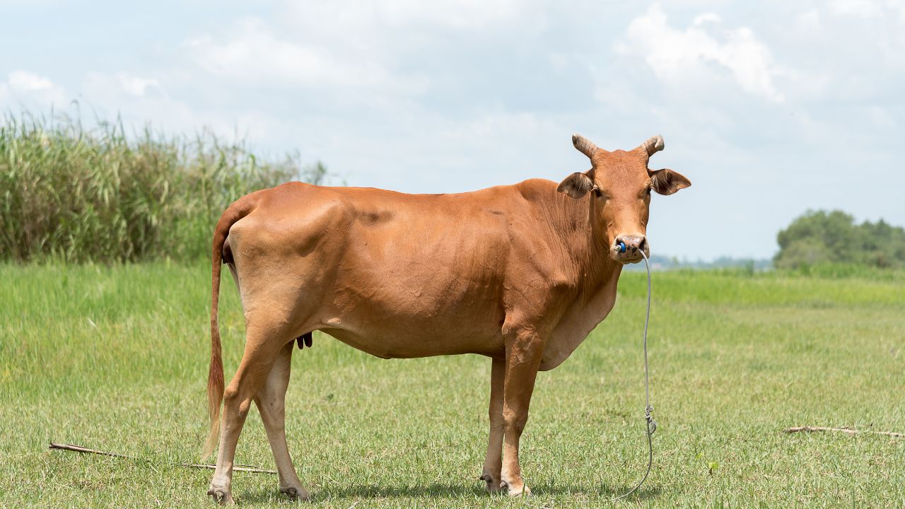 10 15 Liters Milk Every Day This Cow Is Filling Farmers Pockets With Income