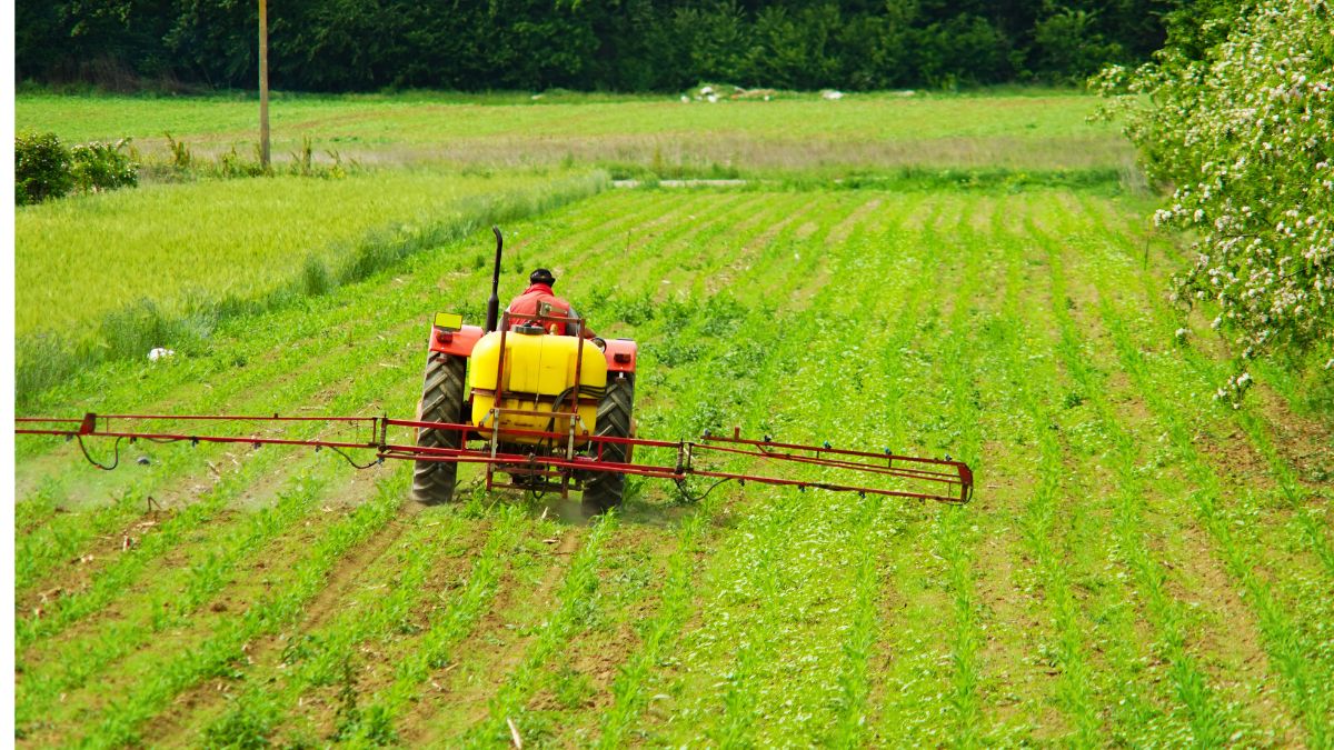 Cultivation of Arhar Dal
