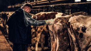 कृत्रिम गर्भाधान से बदल रही पशुपालन की तस्वीर, किसानों को मिल रहे स्वस्थ पशु और बढ़ी हुई दूध उत्पादन क्षमता कृत्रिम गर्भाधान से बदल रही पशुपालन की तस्वीर, किसानों को मिल रहे स्वस्थ पशु और बढ़ी हुई दूध उत्पादन क्षमता