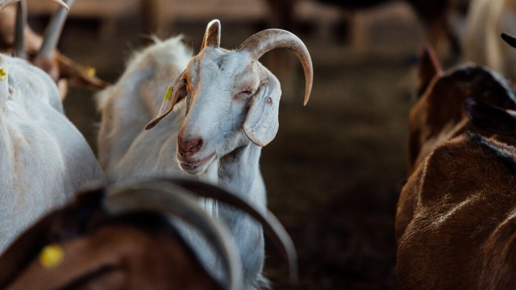 Goat Farming: सर्दी के मौसम में बकरियों को ठंडा पानी देने से बचें, क्योंकि इससे उनके पाचन तंत्र पर असर पड़ता है और दूध उत्पादन में कमी आती है. उन्हें हमेशा हल्का गुनगुना पानी पिलाएं ताकि शरीर में गर्माहट बनी रहे और वे स्वस्थ रहें.