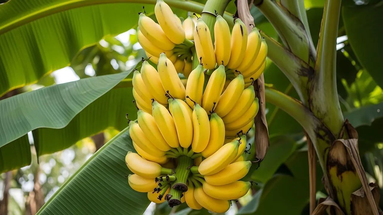 Banana Farming Potassium Deficiency Poses Problem For Banana Farmers Agricultural Scientist Explains Farmers How To Avoid Losses