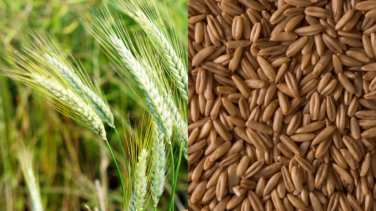 Barley Cultivation Improved Barley Variety How To Cultivate Barley Agriculture News