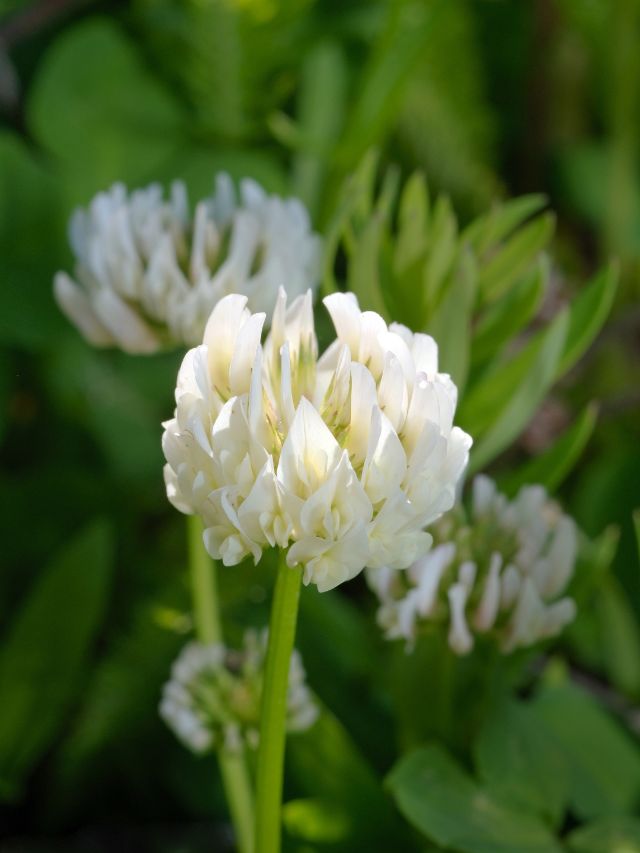 दुधारू पशुओं के लिए अमृत से कम नहीं ये घास, जानें फायदे