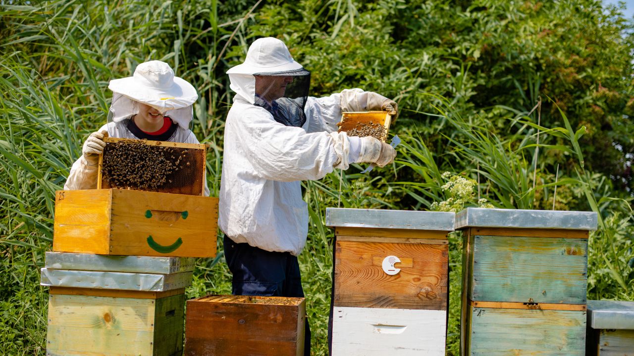 Honey Business Start Beekeeping With Just 5 Boxes You Earn Lakhs Of Rupees Every Month