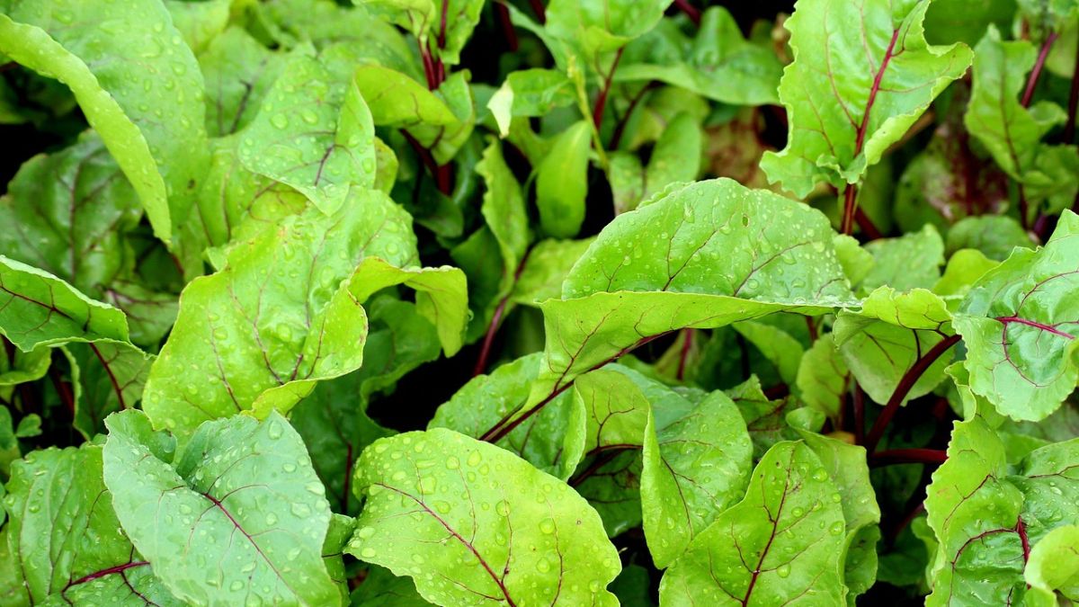 आज ही एक हेक्टेयर में कर दें बुवाई, 100 दिन बाद अकाउंट आ जाएंगे 6 लाख! गेहूं भी इसके सामने फेल