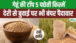 Top 5 Wheat Variety: देर से बोई जाने वाली गेहूं की 5 पछेती किस्‍में, किसानों को देंगी बंपर मुनाफा
