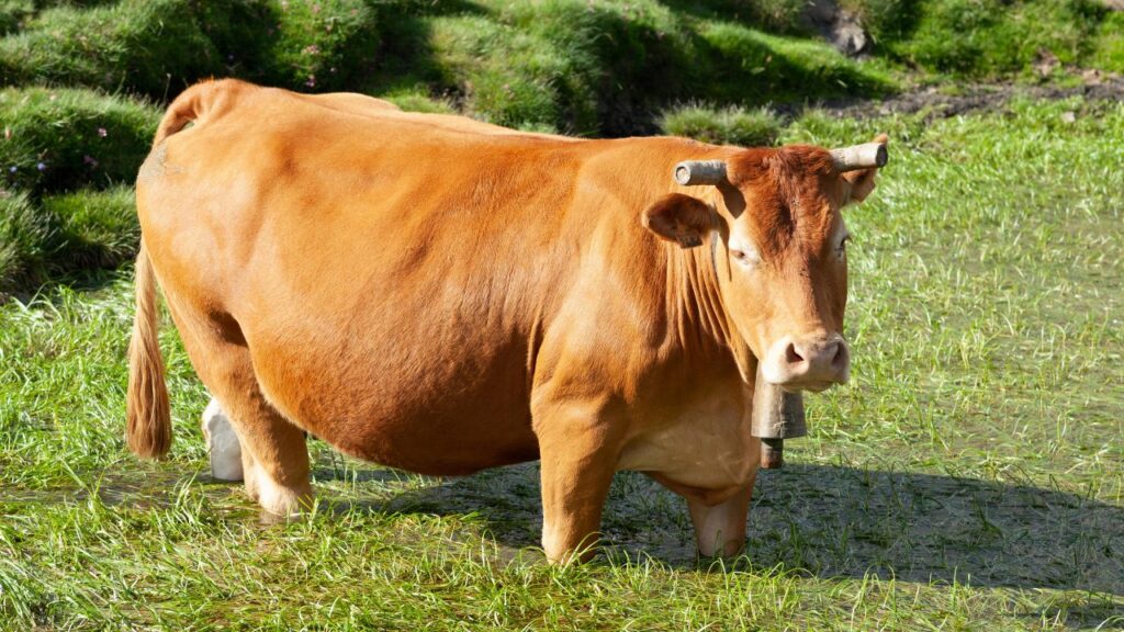 Cattle Farming: अगर किसान नवंबर में गर्भाधान करवाते हैं और साथ ही पोषण व दवा का ध्यान रखते हैं, तो गर्भ ठहरने की सफलता दर कई गुना बढ़ जाती है, जिससे समय और पैसे दोनों की बचत होती है. Cattle Farming: अगर किसान नवंबर में गर्भाधान करवाते हैं और साथ ही पोषण व दवा का ध्यान रखते हैं, तो गर्भ ठहरने की सफलता दर कई गुना बढ़ जाती है, जिससे समय और पैसे दोनों की बचत होती है.