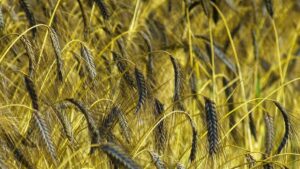 6000 रुपये क्विंटल बिकता है ये गेहूं, आज ही कर दें बुवाई.. 50 किलो बीज से 20 क्विंटल होगी पैदावार