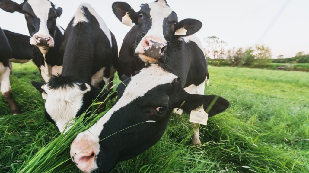 हीट में आए पशु बार-बार आवाज करते हैं, बेचैनी दिखाते हैं, टहलते रहते हैं और कई बार सामान्य से ज्यादा पेशाब करते हैं. दूध उत्पादन में थोड़ी गिरावट भी इसका संकेत है. यदि किसान इन लक्षणों को जल्दी पहचान लें, तो समय पर प्रेगनेंसी करवाकर उत्पादन बढ़ाया जा सकता है.