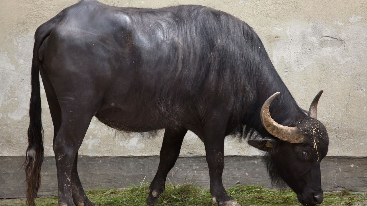 Why Murrah Buffalo First Choice Farmers Know Real Reasons Behind Increasing Milk Production