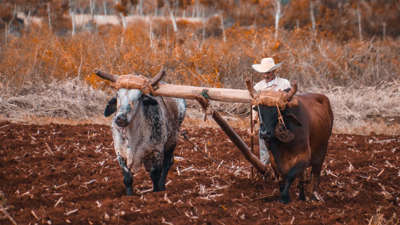 Great News For Farmers Two Pairs Bulls Can Be Purchased For Just 4000 With Government Providing 90 Percent Subsidy
