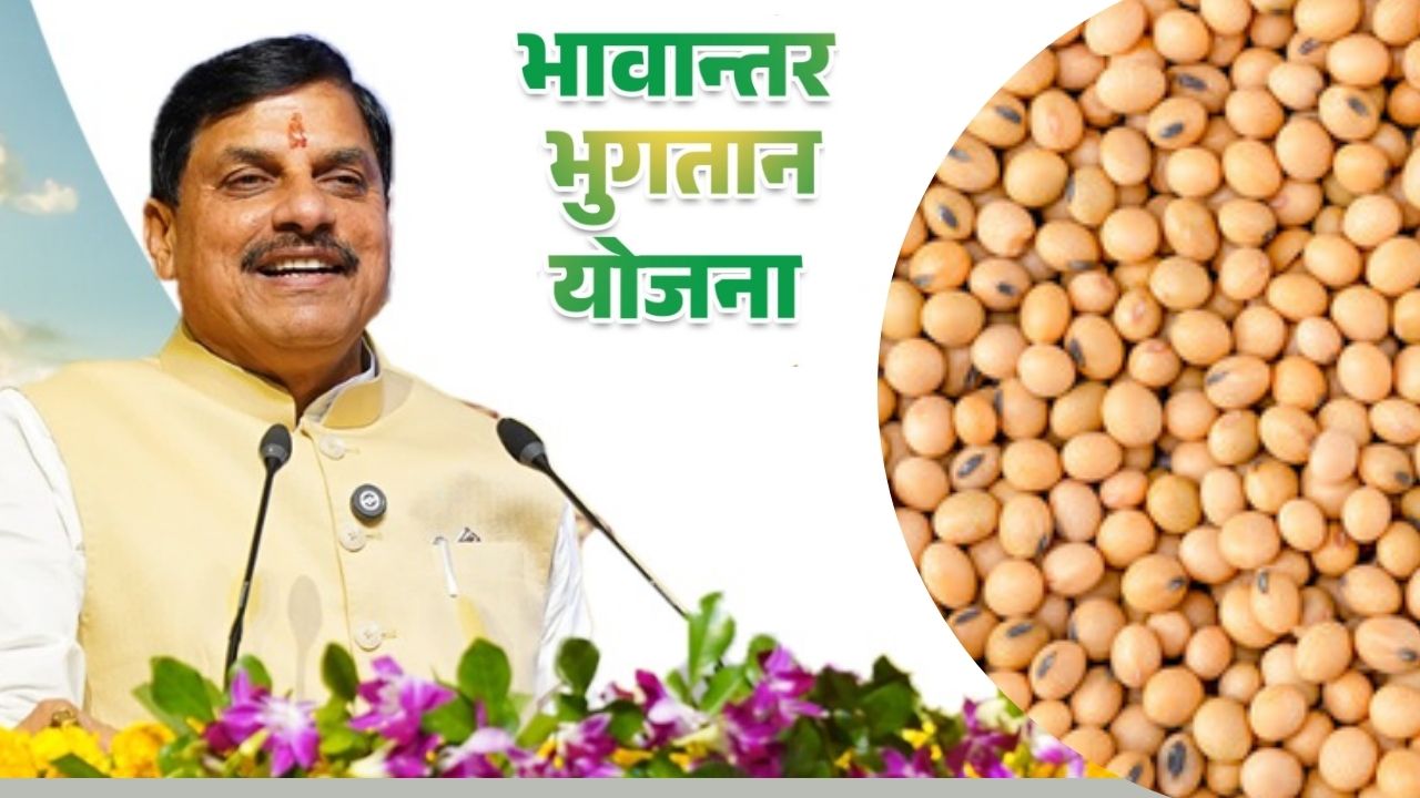 Cm Mohan Yadav Release Today Bhavantar Yojana Amount Rs 249 Cr To 1 32 Lakh Soybean Farmers Accounts Madhya Pradesh News