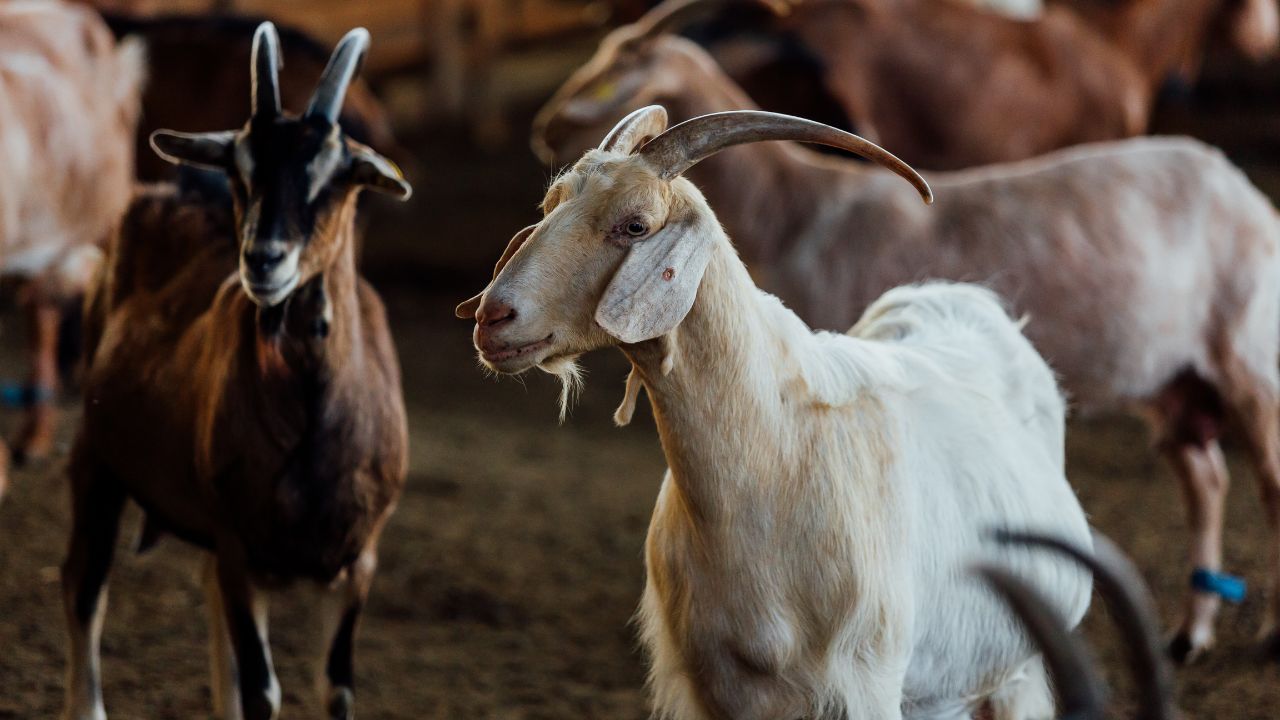 Goat Farming