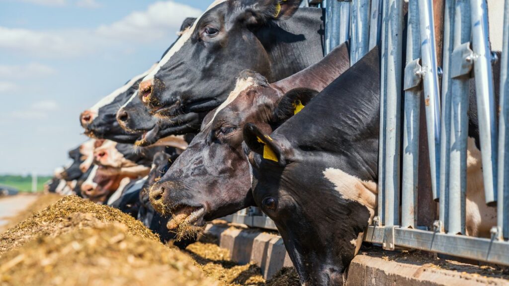 गेहूं के आटे के साथ सरसों का तेल शाम को चारे के बाद देने से पेट संतुलित रहता है और पशु अधिक सक्रिय एवं चुस्त दिखाई देते हैं.