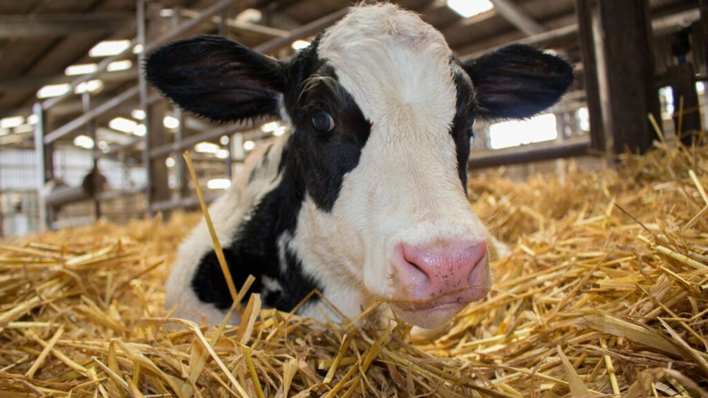 Dairy Farming: फर्श पर सूखी भूसी, फूस या पुराने बोरे बिछाएं ताकि पशु जमीन की नमी से बचे रहें. रोज सुबह-शाम बिछावन की सफाई कर नई सामग्री डालना न भूलें.