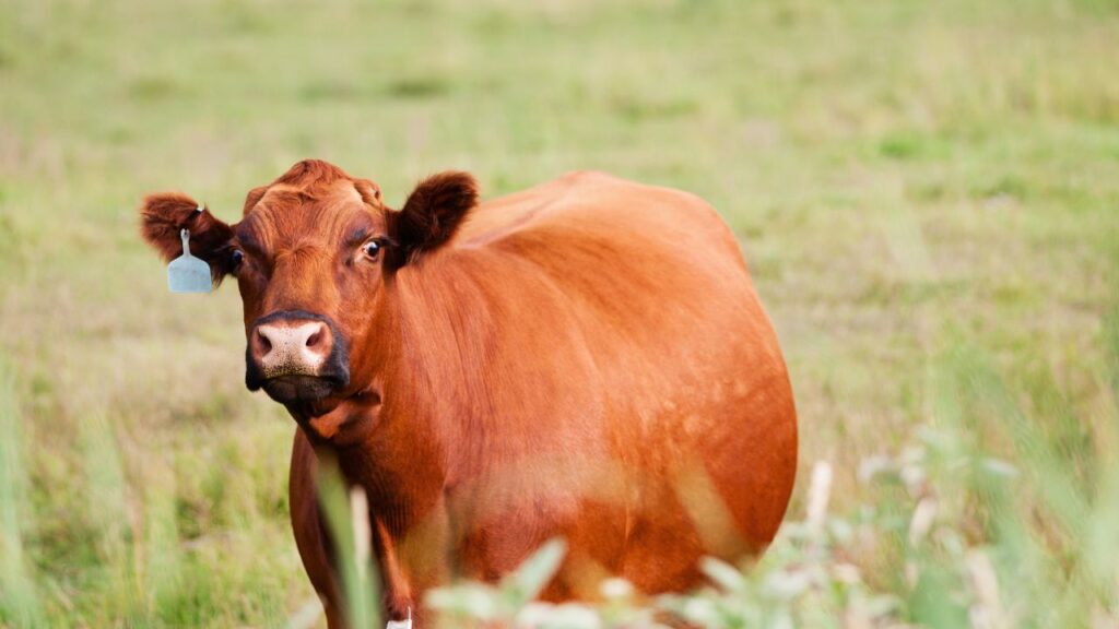 Pashu Palan: पशु के शरीर में कीड़े होने पर पोषण ठीक से मिल नहीं पाता, जिससे कमजोरी आती है और गर्भ ठहरने में दिक्कत होती है. इसलिए विशेषज्ञ गर्भाधान से पहले कीड़े की दवा देना अनिवार्य बताते हैं. Pashu Palan: पशु के शरीर में कीड़े होने पर पोषण ठीक से मिल नहीं पाता, जिससे कमजोरी आती है और गर्भ ठहरने में दिक्कत होती है. इसलिए विशेषज्ञ गर्भाधान से पहले कीड़े की दवा देना अनिवार्य बताते हैं.