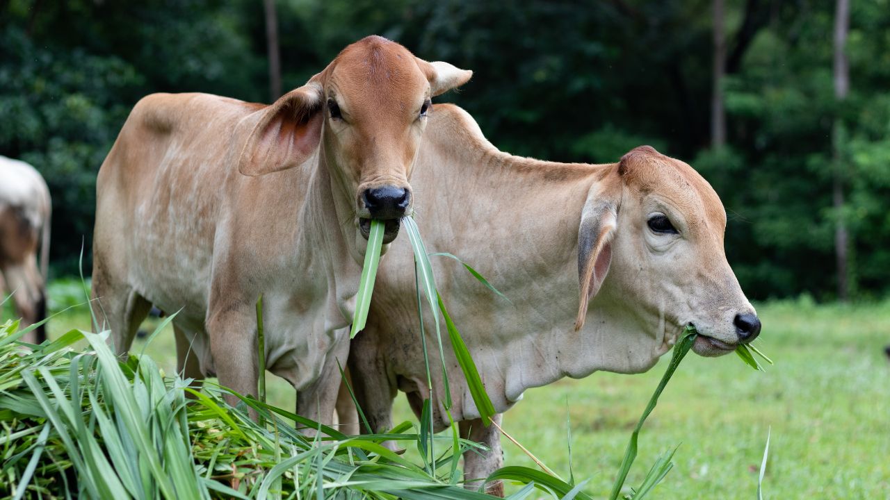 Dairy Farming Tips Green Fodder For Cows Barseem Napier Jirka Grass Increase Milk Production Naturally