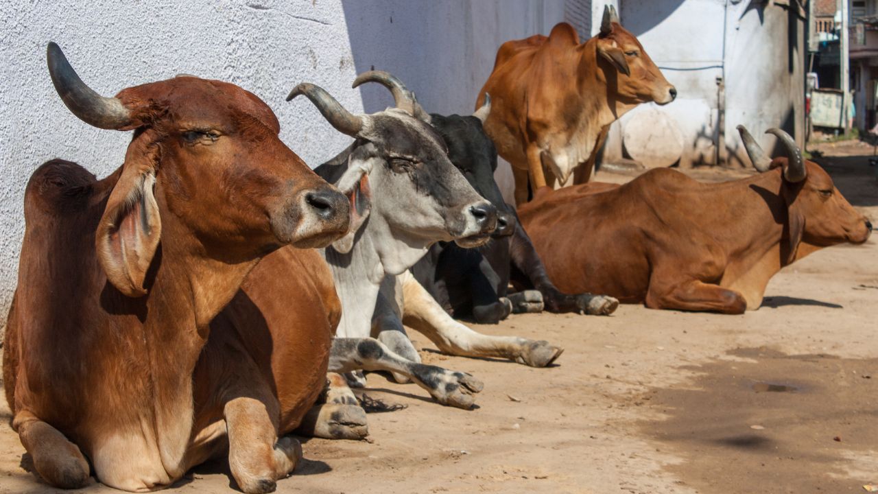 Good News Cattle Farmers Madhya Pradesh Preparations Underway Provide Free Cows 200 Farmers
