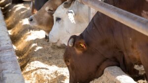 ठंड बढ़ते ही पशुपालक हो जाएं सावधान, गलन और नमी से बचाने के लिए अपनाएं ये जरूरी उपाय ठंड बढ़ते ही पशुपालक हो जाएं सावधान, गलन और नमी से बचाने के लिए अपनाएं ये जरूरी उपाय