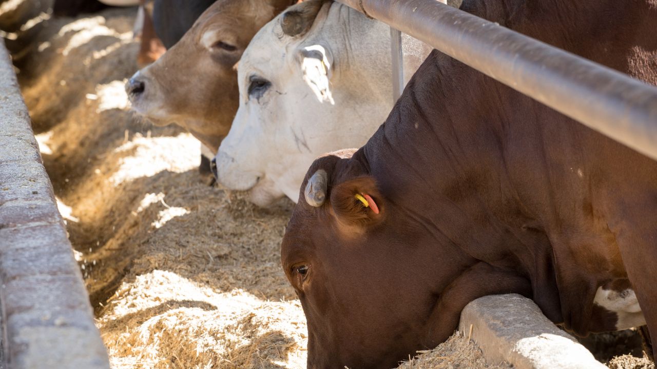 As Cold Increases Danger Animals Increases Take These Necessary Measures Protect Them From Melting And Moisture