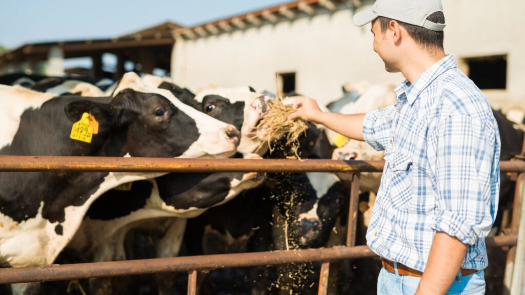 Namak Ke Fayde: नमक पशुओं की प्रतिरोधक क्षमता को मजबूत करता है, ऊर्जा स्तर बढ़ाता है, पाचन क्रिया दुरुस्त रखता है और त्वचा की खुजली या अन्य समस्याओं से बचाता है. Namak Ke Fayde: नमक पशुओं की प्रतिरोधक क्षमता को मजबूत करता है, ऊर्जा स्तर बढ़ाता है, पाचन क्रिया दुरुस्त रखता है और त्वचा की खुजली या अन्य समस्याओं से बचाता है.