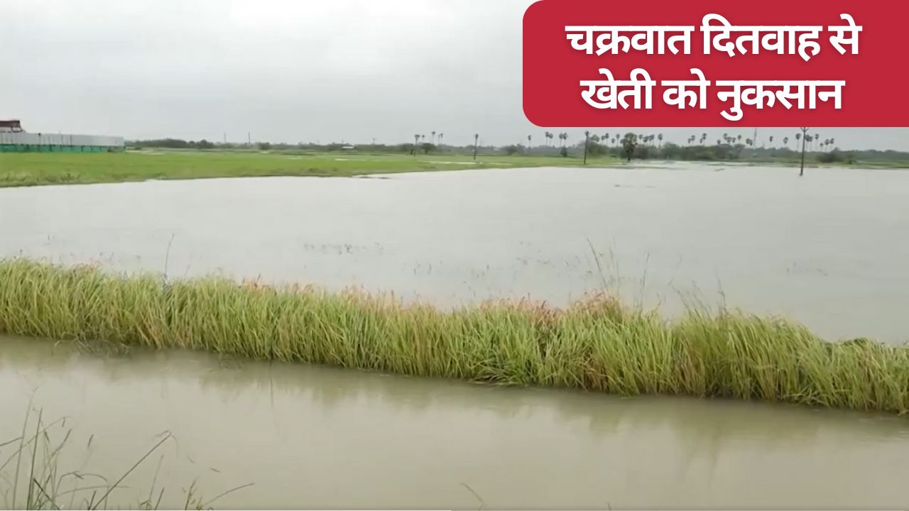 चक्रवात दितवाह का कहर, 57 हजार हेक्टेयर फसलें डूबीं.. 149 पशुओं की मौत, किसानों को भंयकर नुकसान
