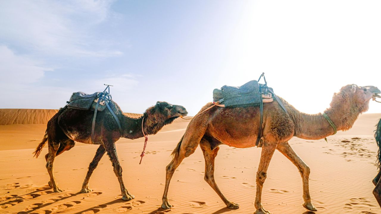 Camel Milk Is A Treasure Trove Of Health Surprising Benefits Found In Nrcc Research