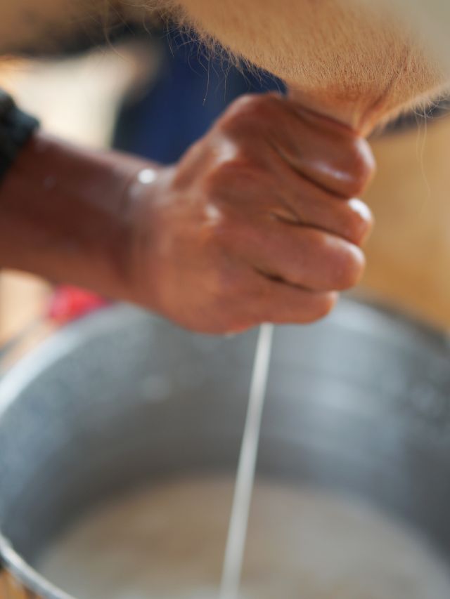 दूध उत्पादन बढ़ाना है? जानें गाय-भैंस का सही दुहने का टाइम!