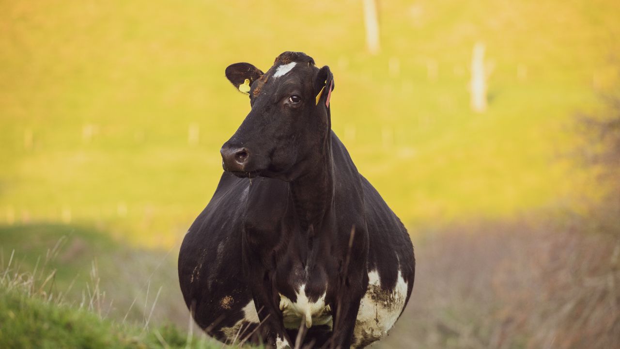 Dairy Farminh Tips Best Time For Breeding In Cattle Pashu Me Garbhdharan Ka Sabse Sahi Samay