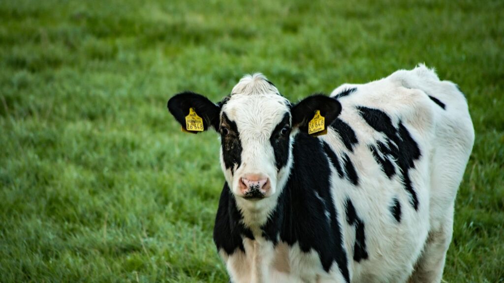 तेज ठंड पड़ने पर पशुओं को बिल्कुल भी खुले में न छोड़ें. शाम होते ही उन्हें टाट, जूट या बोरी से ढक दें और रात में किसी गर्म, सूखे और बंद स्थान पर रखें. खुले आसमान में रहने से सर्दी लगने, खांसी, बुखार और कमजोरी जैसी समस्याएं बढ़ती हैं.