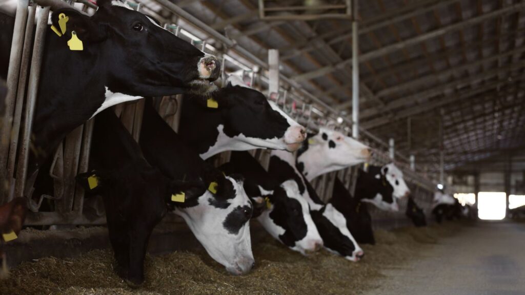 Pashu Palan Ke Tips: कई किसानों का अनुभव है कि नियमित नमक देने से कुछ हफ्तों में दूध की मात्रा 10-15% तक बढ़ जाती है. साथ ही पशु शांत, सक्रिय और पूरी तरह स्वस्थ बने रहते हैं, जिससे पशुपालन लाभदायक बनता है. Pashu Palan Ke Tips: कई किसानों का अनुभव है कि नियमित नमक देने से कुछ हफ्तों में दूध की मात्रा 10-15% तक बढ़ जाती है. साथ ही पशु शांत, सक्रिय और पूरी तरह स्वस्थ बने रहते हैं, जिससे पशुपालन लाभदायक बनता है.