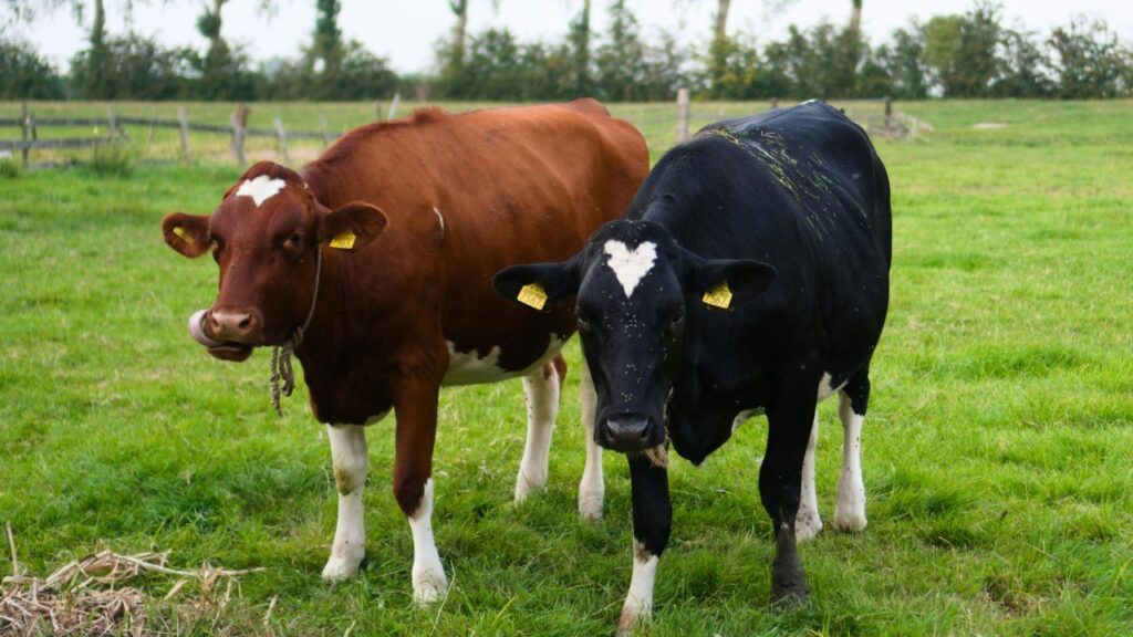 सर्दियों में बनाए गए बाड़े में हवा का हल्का प्रवाह रहना चाहिए ताकि नमी न जमे, क्योंकि नमी से रोगजनक तेजी से पनपते हैं. दिन में कम से कम 2–3 बार गोबर और गंदगी हटाना और बैठने की जगह पर सूखी पराली व पुआल बिछाना पशुओं को गर्म रखने में मदद करता है. 