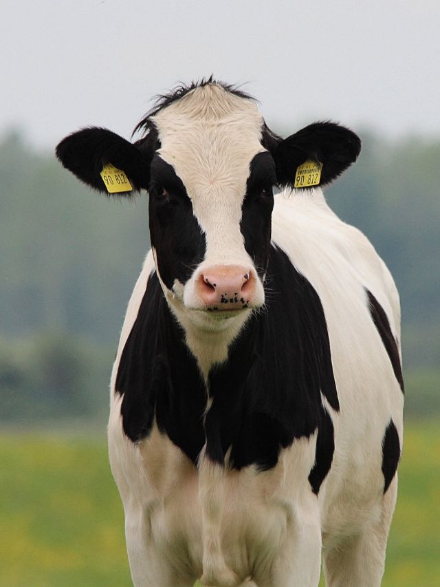 ठंड में घट रहा पशुओं का दूध? आजमाएं ये आसान ट्रिक